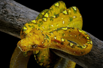 Green tree python closeup on branch with black background, 
Green tree python (Morelia viridis)