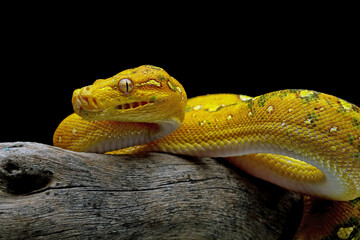 Green tree python closeup on branch with black background, 
Green tree python (Morelia viridis)