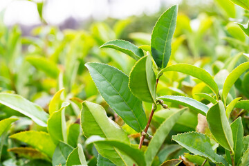 Closeup, Top of Green tea leaf in the morning, tea plantation, blurred background.