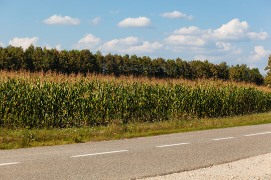 Road passing by the corn field and trees behind it, on sunny day with blue sky and some white clouds