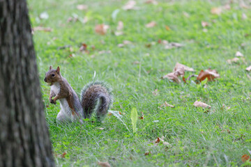 Tiny squirrel looking behind tree.