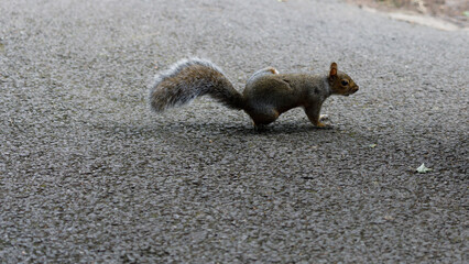 Squirrel scratching on the road.