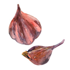 Garlic, a hand-drawn illustration of the garlic in watercolor