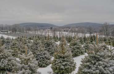 Snow covered rows of Christmas trees growing on a farm ready for the tradition of cut your own tree