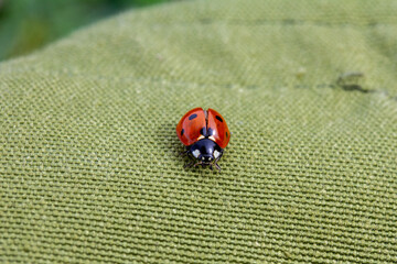 ladybug