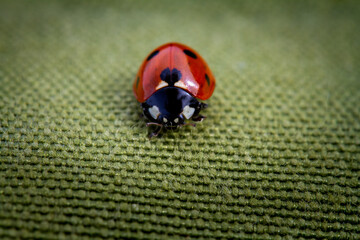 ladybug