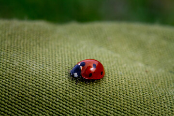 ladybug