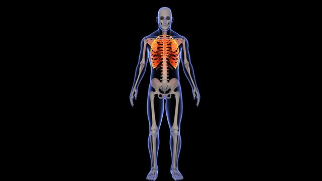 3D rendering of a human x-ray with the ribs highlighted on a black background