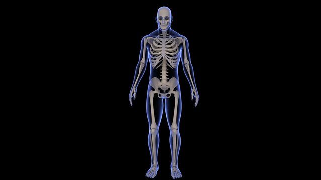 3D rendering of a full body human x-ray on a black background