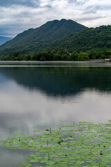 A lake next to a forrest hill in lago di lago, Italy with lily  pads