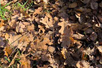 brown leaves on ground