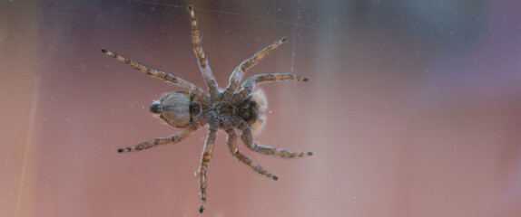 A spider walking on glass