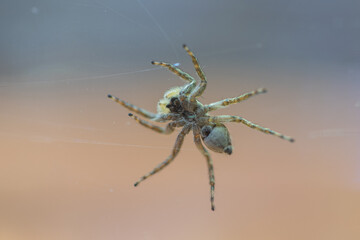 A spider walking on glass