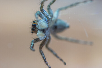 A spider walking on glass