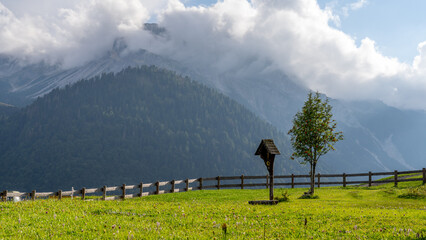 A tree and a bird house in grass in front of a forest hill in alps, Sauris, Italy