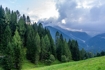 Fototapeta na wymiar A forest of pines in alps, Sauris, Italy