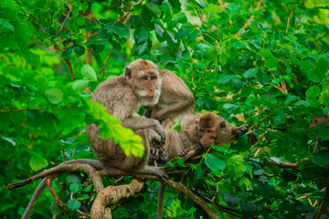 a group of monkeys in the forest