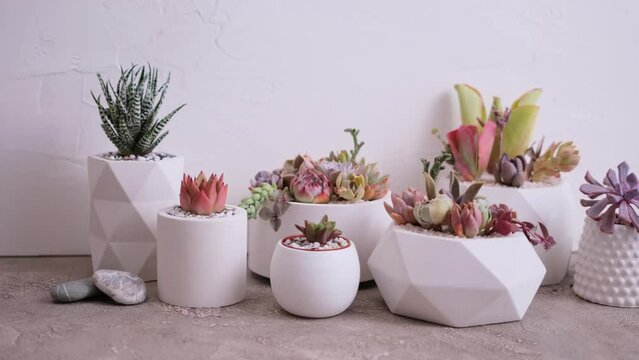 pots with groups of houseplants on concrete table - Echeveria and Pachyveria opalina Succulents