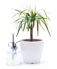 Dracaena house plant in a pot isolated on white background