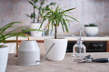 Potted Dracaena house plant on concrete table at home