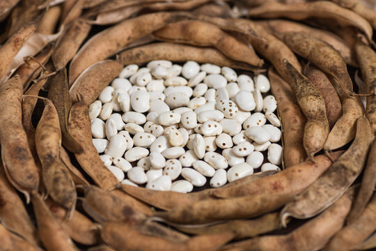 Holes in bean beans are drilled by weevil larvae. Dry beans infested with the wheat weevil Sitophilus granarius. Food pest beetle. Close-up