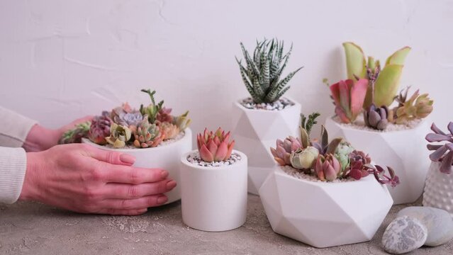 pots with groups of houseplants on concrete table - Echeveria and Pachyveria opalina Succulents