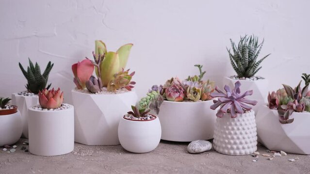 pots with groups of houseplants on concrete table - Echeveria and Pachyveria opalina Succulents