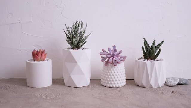 pots with groups of houseplants on concrete table - Echeveria and Pachyveria opalina Succulents