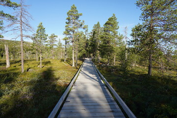Fototapeta na wymiar Hiking trail in Fulufjallet National Park in Dalarna, Sweden. Popular tourist destination for hiking.