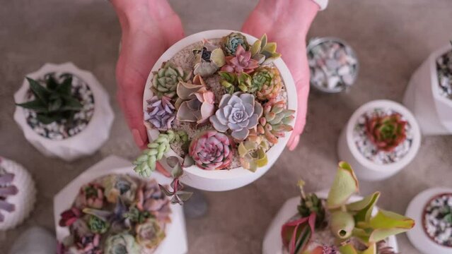 Woman holding pot with group of houseplants potted - Echeveria and Pachyveria opalina Succulents