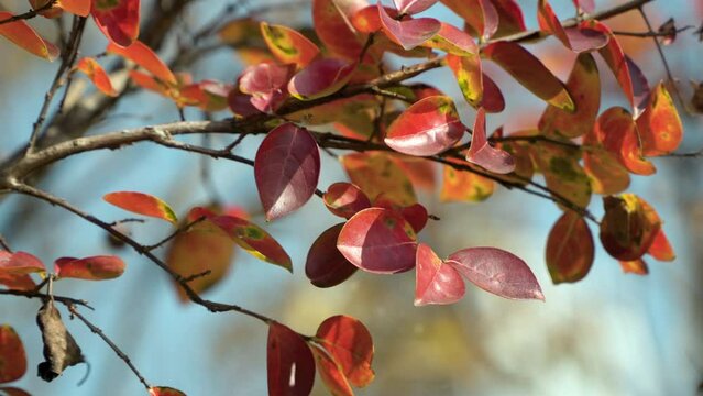 Vibrant Autumn Red Leaves on Tree Branch of Nyssa Sylvatica