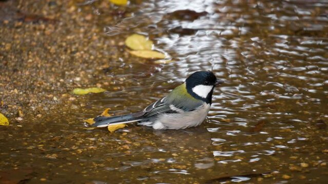 Japanese Tit bathes in a forest puddle close-up