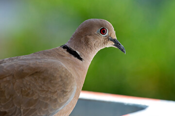 close up portrait of a dove on green blurred background. selective focus. The Eurasian collared dove (Streptopelia decaocto) is a dove species native to Europe and Asia