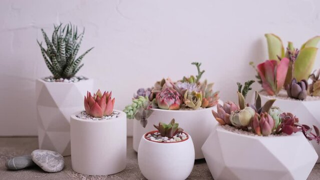 pots with groups of houseplants on concrete table - Echeveria and Pachyveria opalina Succulents