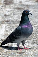 portrait of a pigeon (Columba livia) sunny day