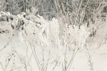 Snow and rime ice on the branches of bushes