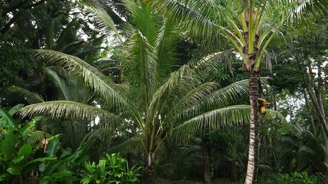 Tall palm trees in a beautiful and peaceful backyard with a grill on an overcast day