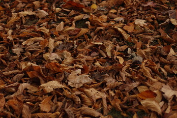 Autumn leaves on the ground