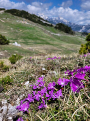 Obraz premium Purple crocus. Spring flowers in Alps mountains, green hills in Slovenia close up. 