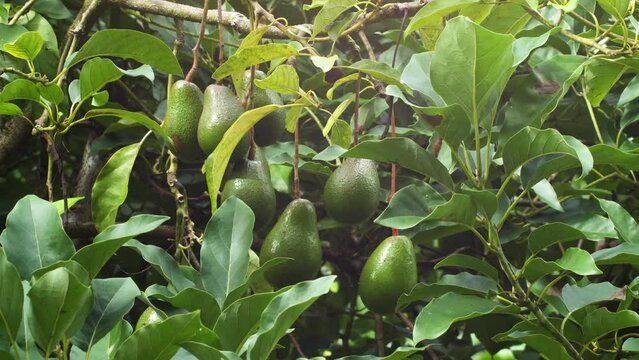Group family of avocados growing in the forest in Hawaii Big Island