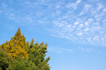 紅葉の始まった気の先が映える青空とひつじ雲