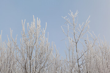 Snow and rime ice on the branches of bushes