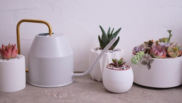 pots with groups of houseplants on concrete table - Echeveria and Pachyveria opalina Succulents
