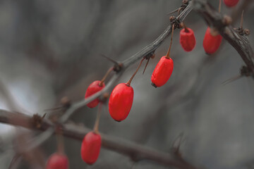 Berberis, red barberry on twig. Barberry on branch (Berberis vulgaris). Berberis branch in winter...
