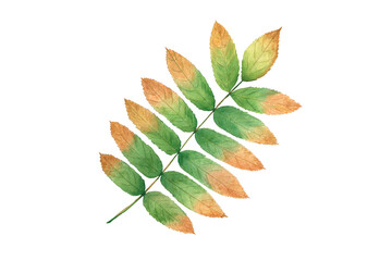 Watercolor sprig of rowan. Isolated object on a white background.