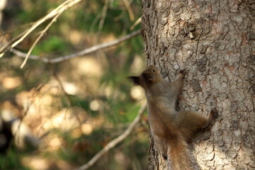 Obraz premium Chipmunk and Ezo squirrel in Hokkaido Eastern Park