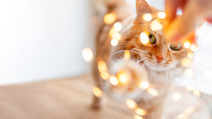 Cute ginger cat plays with  garland of light bulbs. Fluffy pet is trying to touch decorations for New Year or Christmas celebration. Horizontal banner with copy space.