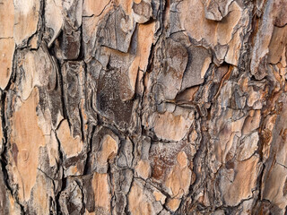 The bark of a tree with an unusual pattern on a large plan.  - obrazy, fototapety, plakaty