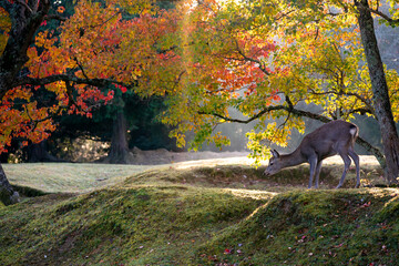 秋の奈良公園の鹿