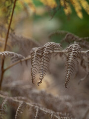 Autumn fern in the forest